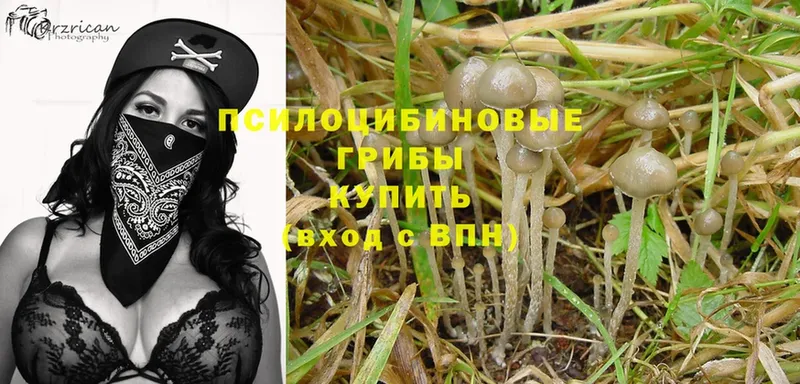 Псилоцибиновые грибы MAGIC MUSHROOMS  купить закладку  Алексеевка 